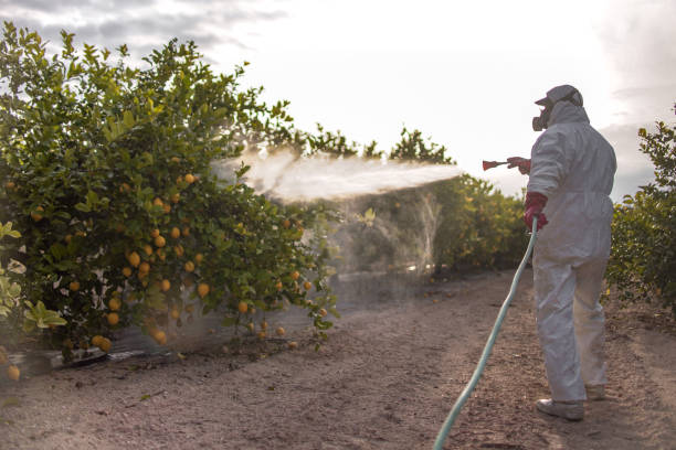 Best Wasp Removal Services  in Henderson, KY