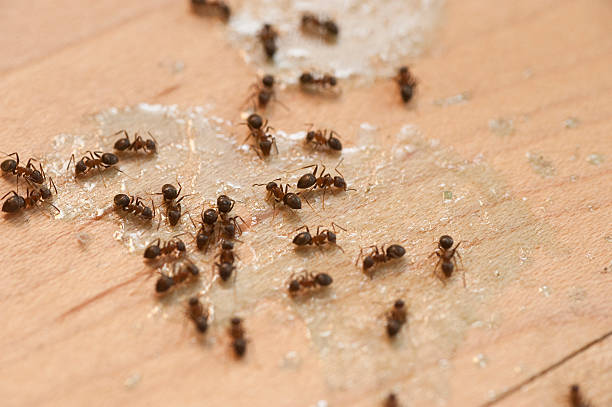 Best Wildlife Control Services  in Henderson, KY